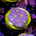 Chalice ora easter egg 2