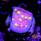 Chalice ora easter egg 1