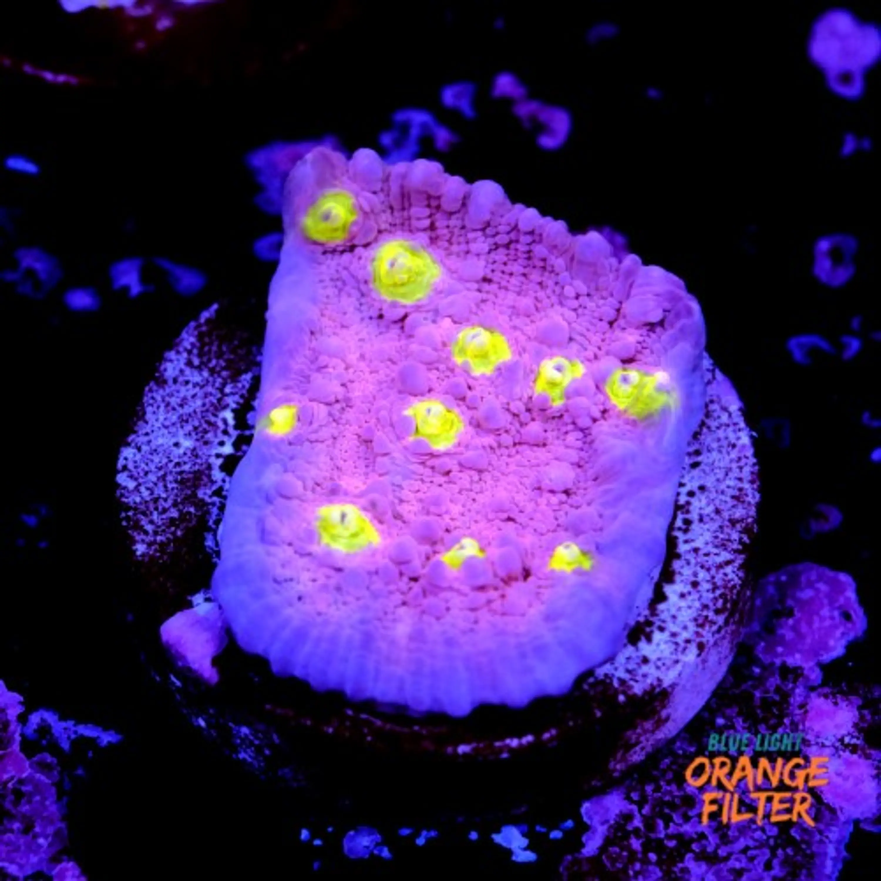 Chalice ora easter egg