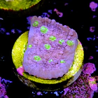 Chalice ora easter egg 2