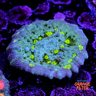 Chalice alien eye  1