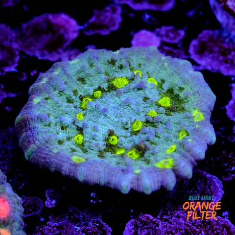 Chalice alien eye 