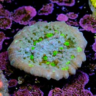 Chalice alien eye  2