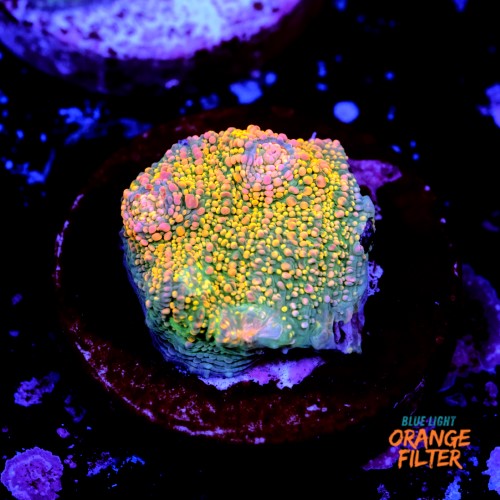 Chalice fist of dollars  1