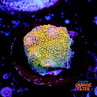 Chalice fist of dollars  1