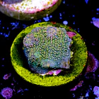 Chalice fist of dollars  2