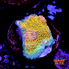 Chalice fist of dollars  1