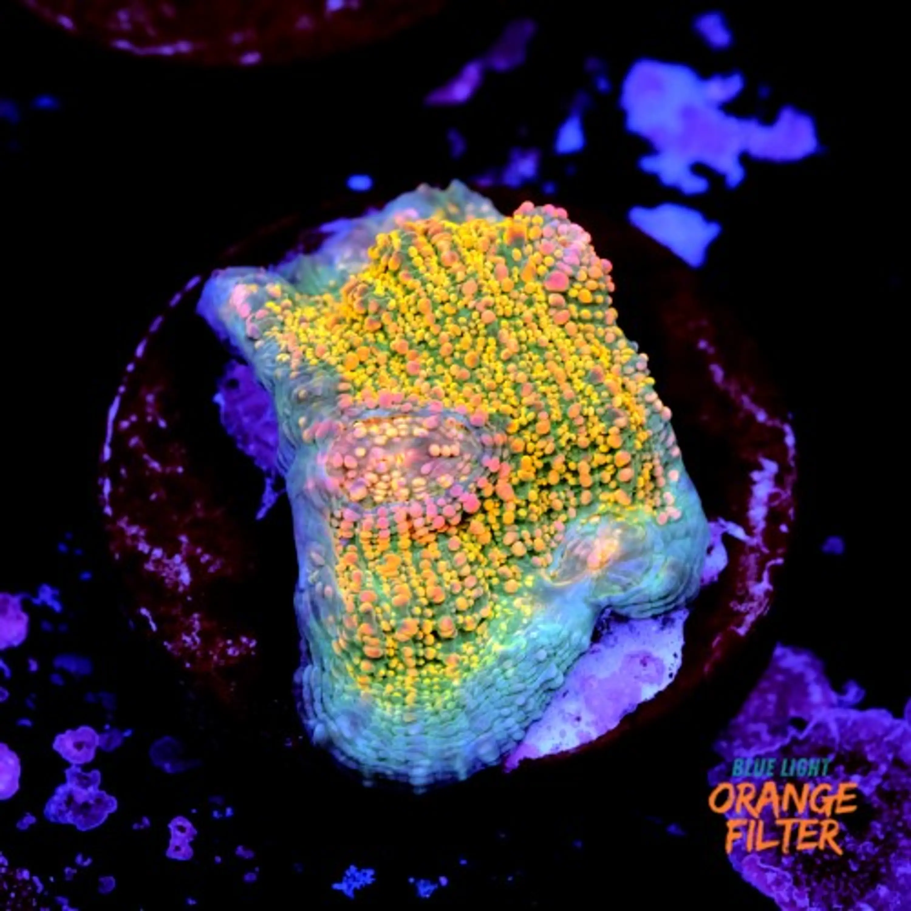 Chalice fist of dollars 