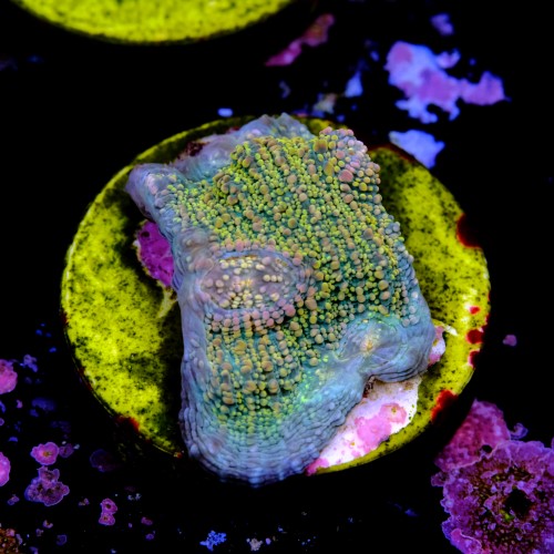 Chalice fist of dollars  2