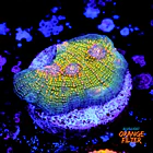 Chalice fist of dollars  1