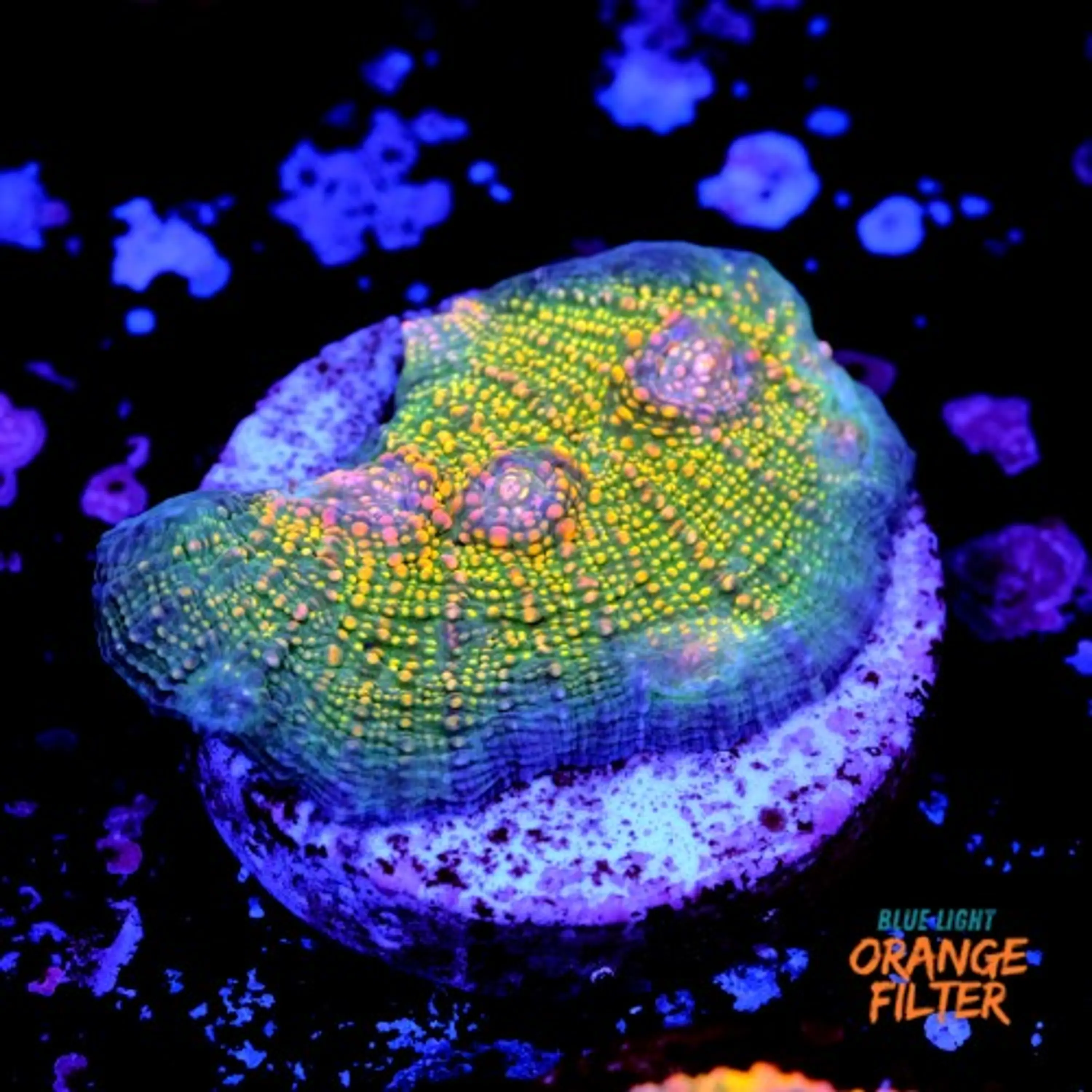 Chalice fist of dollars 