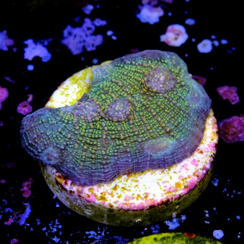 Chalice fist of dollars  2