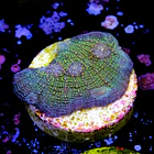 Chalice fist of dollars  2