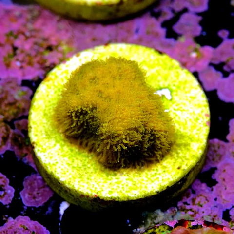 Psammocora gold 