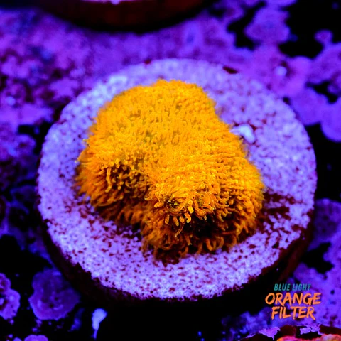 Psammocora gold 