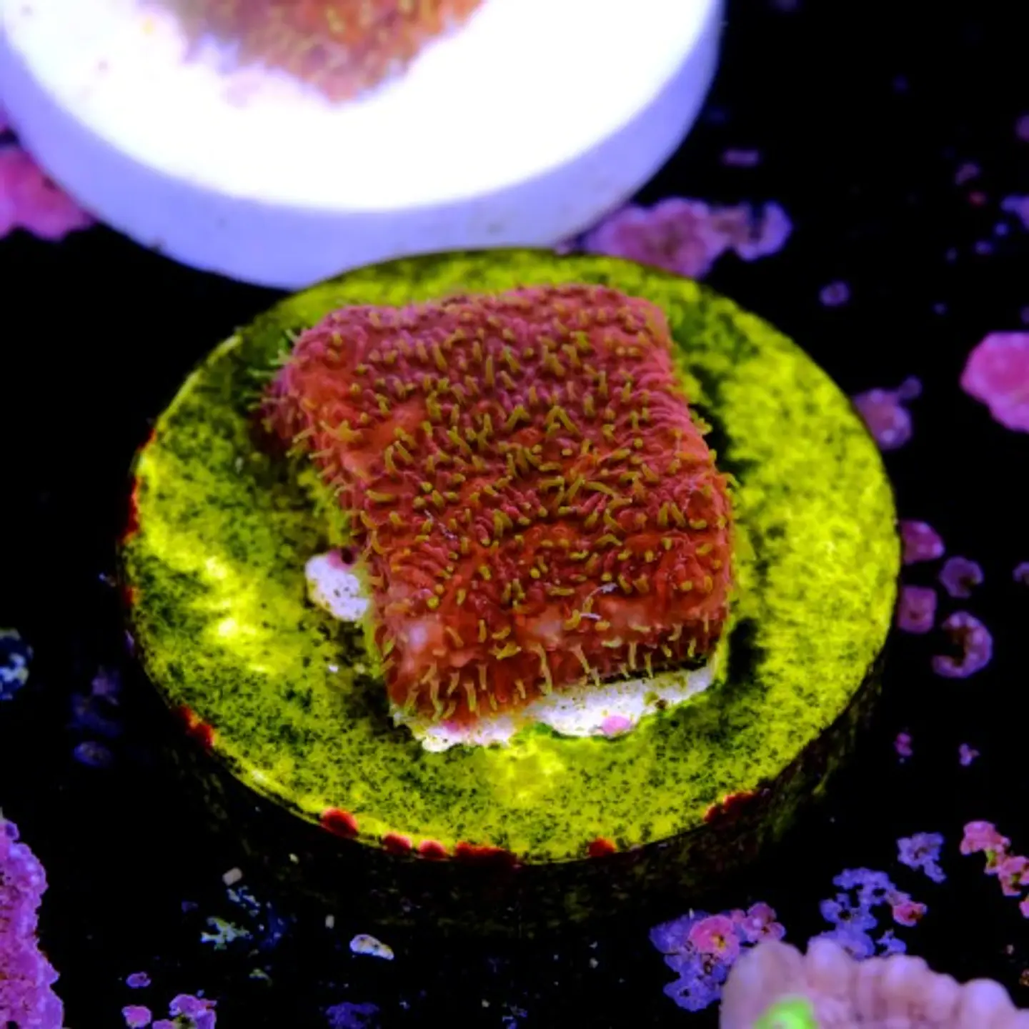 Pavona freak hair 2