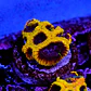 Favia wolverine - Thumbnail 1