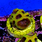 Favia wolverine - Thumbnail 2