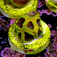 Favia wolverine - Thumbnail 2