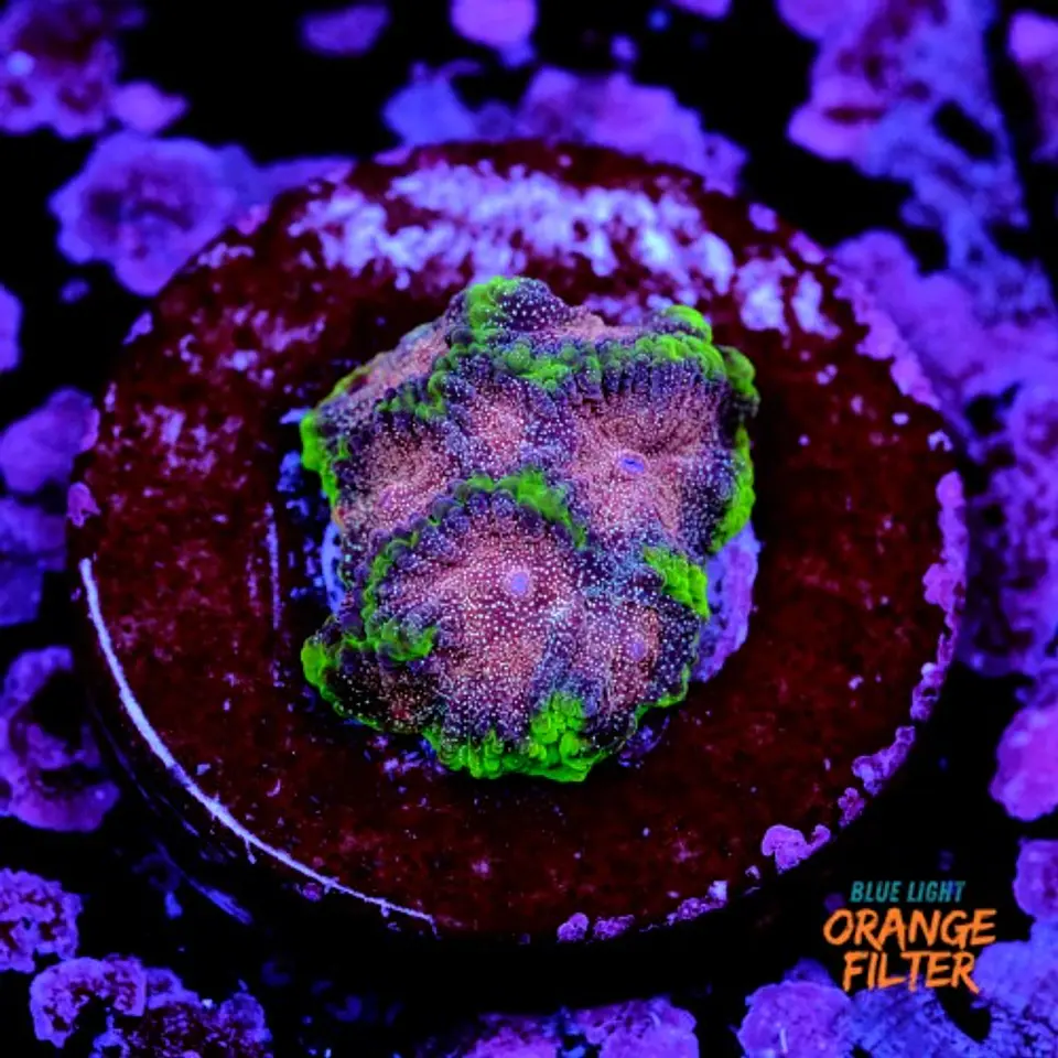 Favia bejeweled 1