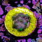 Favia bejeweled - Thumbnail 2