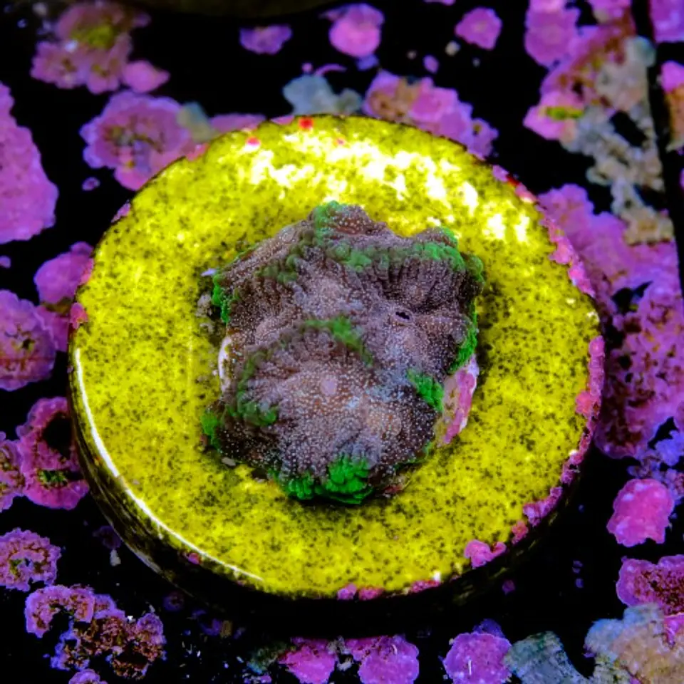 Favia bejeweled 2