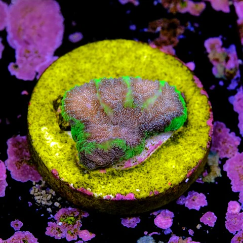 Favia bejeweled