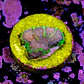 Favia bejeweled - Thumbnail 2