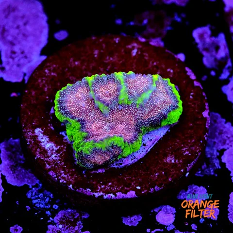 Favia bejeweled