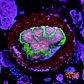 Favia bejeweled - Thumbnail 1