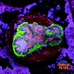 Favia bejeweled - Thumbnail 1