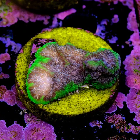 Favia bejeweled