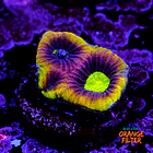Favia dragon soul 1
