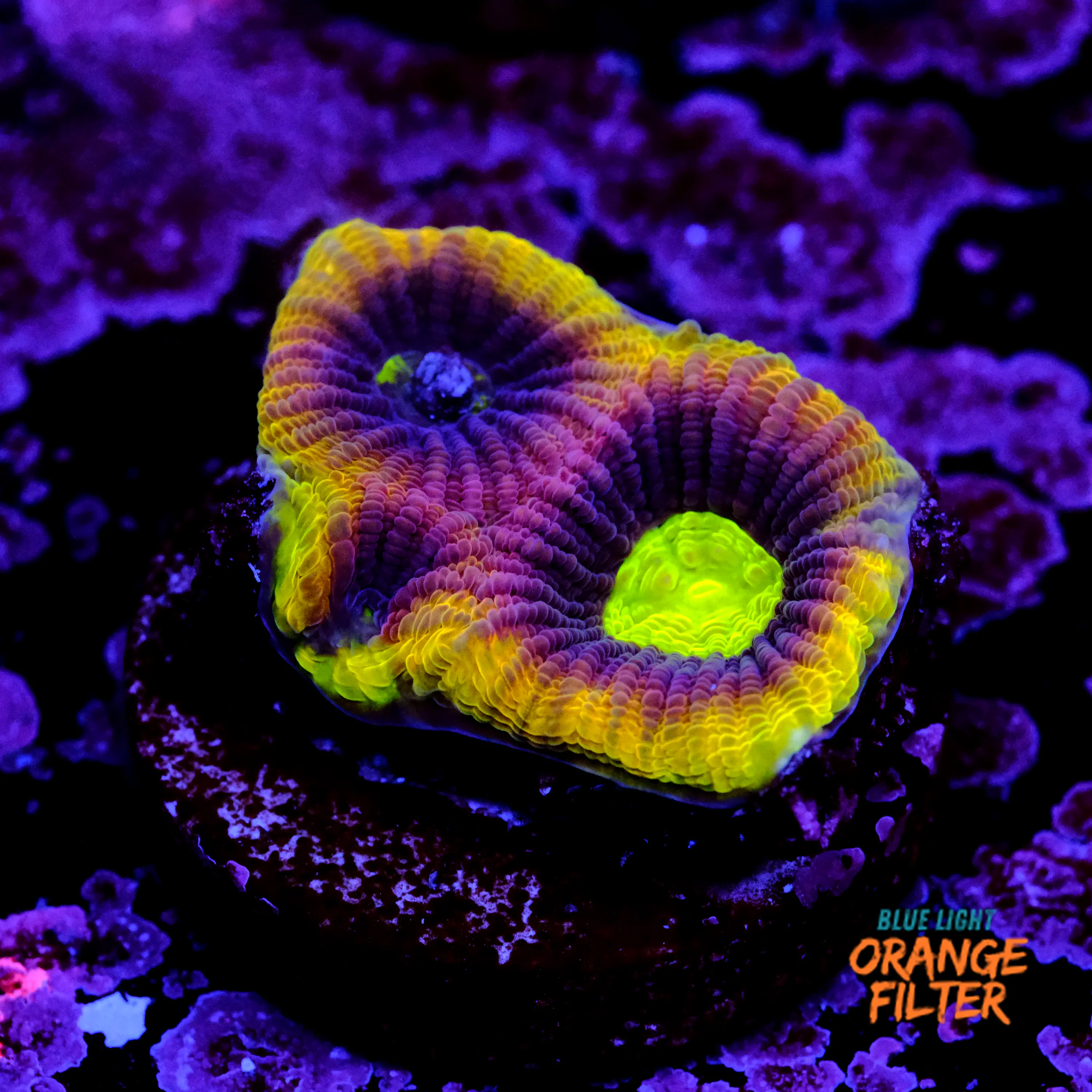 Favia dragon soul
