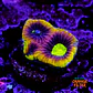Favia dragon soul - Thumbnail 1