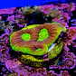 Favia dragon soul - Thumbnail 2