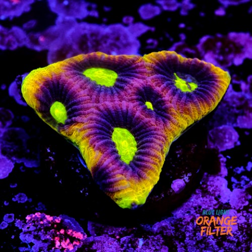 Favia dragon soul 1