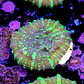 Chalice lizzard skin - Thumbnail 2