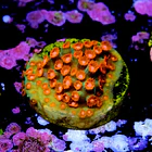 Cyphastrea jingle bell 2