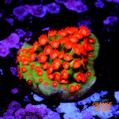 Cyphastrea jingle bell 1