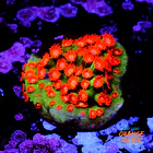 Cyphastrea jingle bell 1