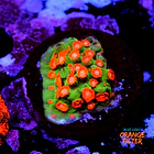 Cyphastrea jingle bell 1