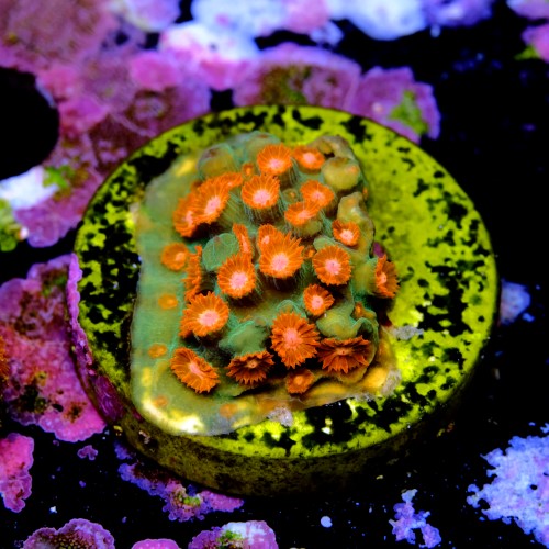 Cyphastrea jingle bell 2