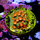 Cyphastrea jingle bell 2