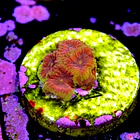 Favia bigR inferno  2