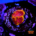 Favia bigR inferno  1