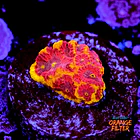 Favia bigR inferno  1