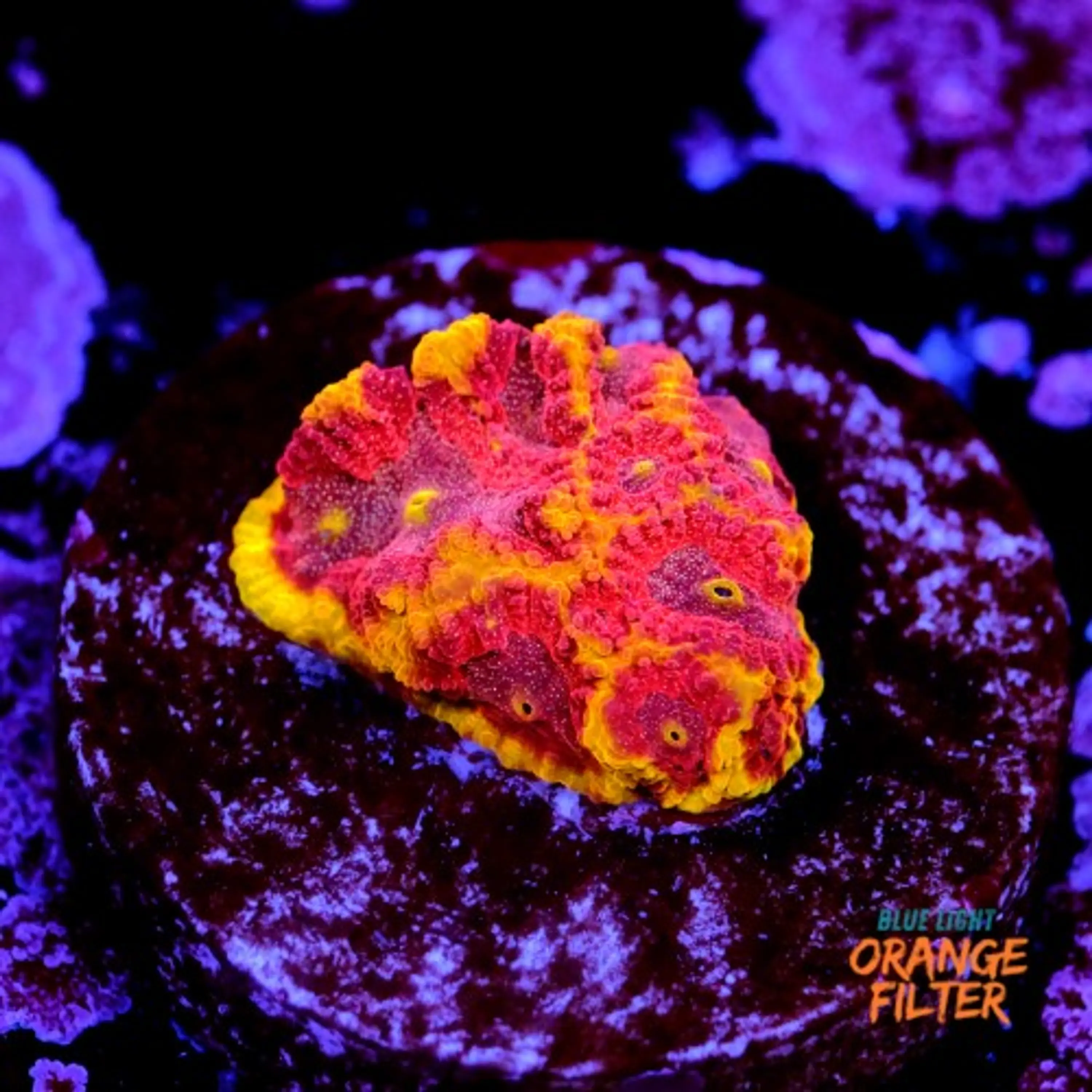 Favia bigR inferno 
