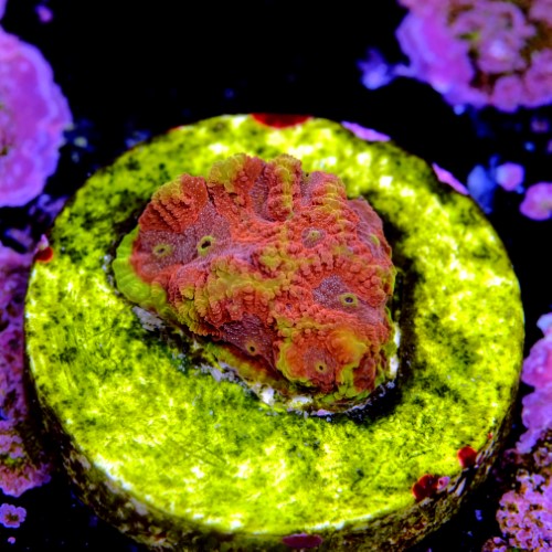 Favia bigR inferno  2