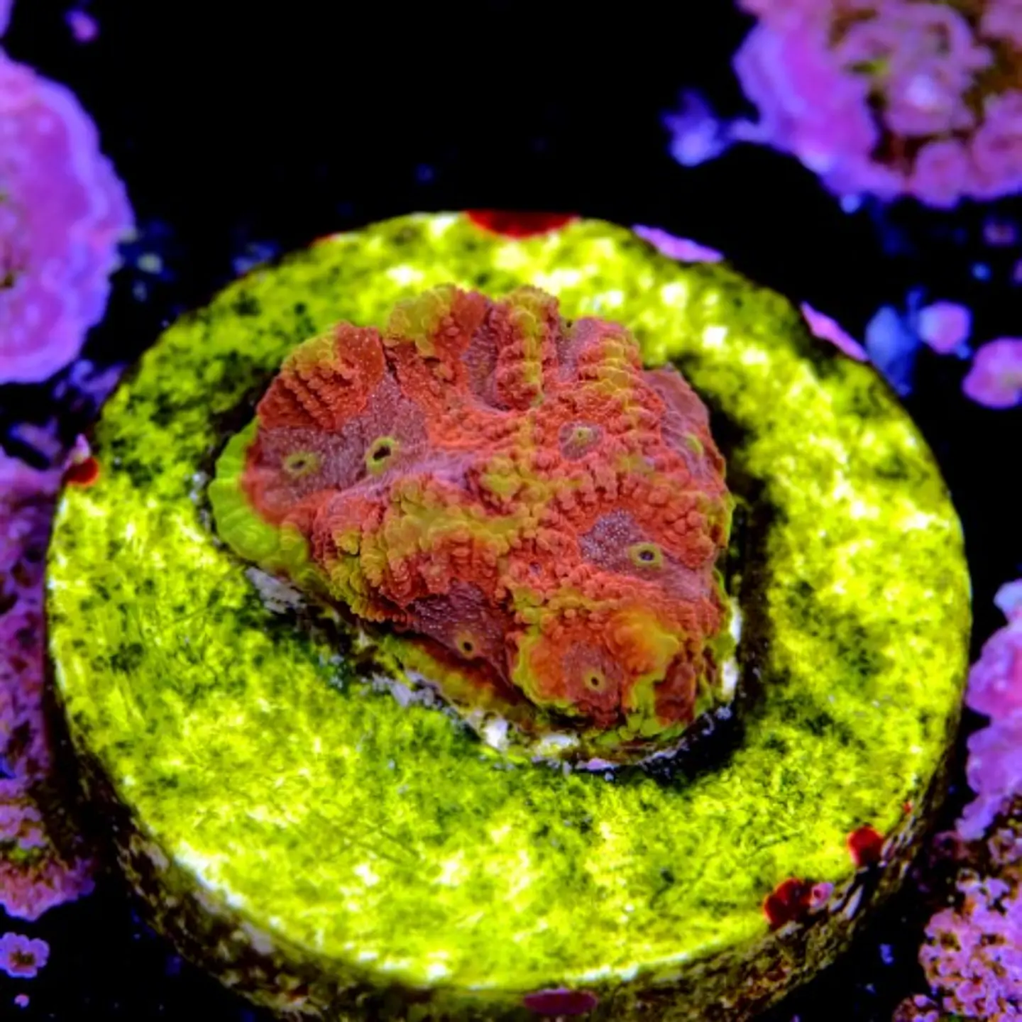 Favia bigR inferno  2